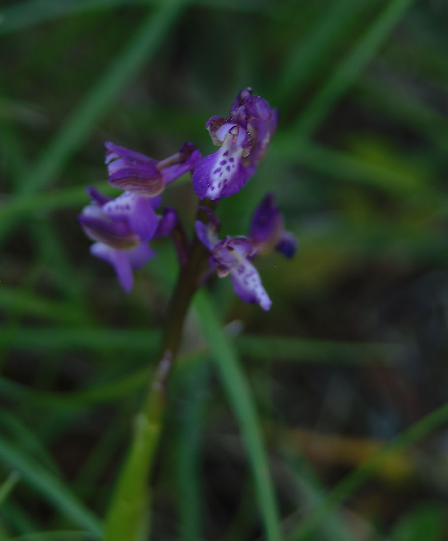 Orchidee nel pisano